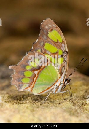 Malachit Schmetterling Siproeta Stelenes Südamerika Seitenansicht der Flügel grüne und braune Farbe Stockfoto