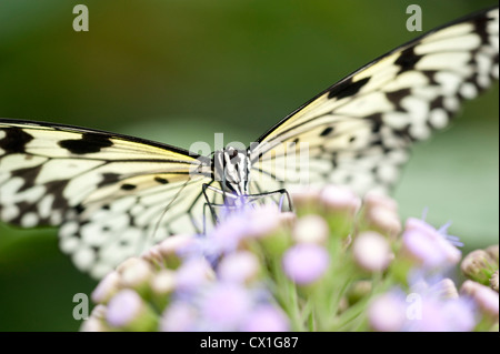 Baum Nymphe Schmetterling Idee Leuconoe Südasien Stockfoto