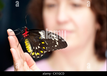 Grün Birdwing Schmetterling Ornithoptera Priamus Australien & Neuguinea männlich große Frau hält auf der Hand Suche Stockfoto