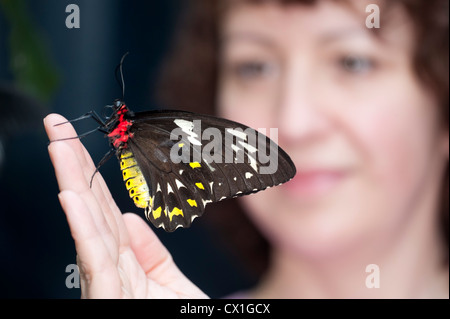 Grün Birdwing Schmetterling Ornithoptera Priamus Australien & Neuguinea männlich große Frau hält auf der Hand Suche Stockfoto