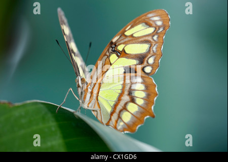 Malachit Schmetterling Siproeta Stelenes Südamerika Flügel öffnen grüne und braune Farbe Stockfoto