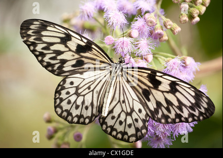 Baum Nymphe Schmetterling Idee Leuconoe Südasien Stockfoto