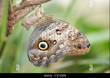 Eule Schmetterling Caligo Eurilochus Central & Südamerika Regenwald Dschungel Auge Flecken gemustert Flügel kryptische Tarnung Stockfoto