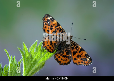 Butterfly Araschnia Levana europäischen Arten zuordnen Stockfoto