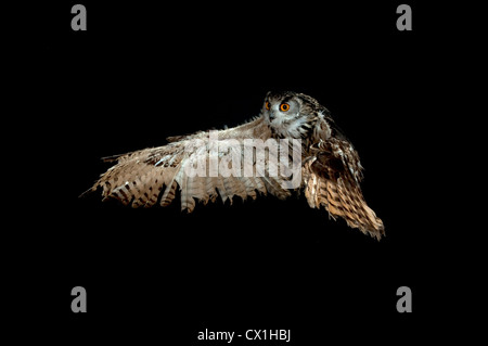 Europäische Uhu Bubo Bubo KENT UK fliegenden ausziehen high-Speed-Fototechnik Stockfoto