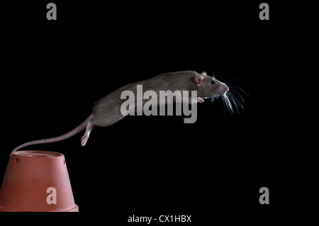 Braune Ratte Rattus Norvegicus Kent UK von Blumentopf Garten springen springen vergossen high-Speed-Fototechnik natürliche Stockfoto
