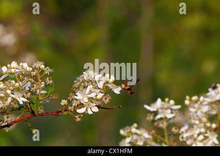 Kolibri Clearwing Motte auf dem Blackberry-Busch Stockfoto