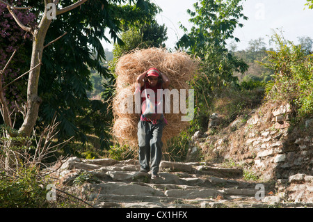 Reisbauer in der Annapurna Region Nepal Stockfoto
