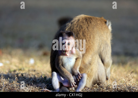 Erwachsenen javanischen Makaken und Baby Pangandaran Nationalpark in West Java Stockfoto