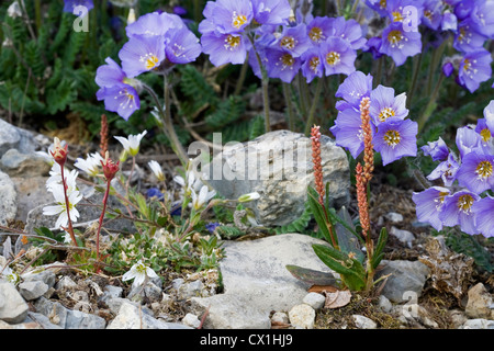 Boreal Jacobs Ladder / Nord die Jakobsleiter (Polemonium Boreale) in Blüte in der arktischen Tundra in Svalbard, Spitzbergen Stockfoto