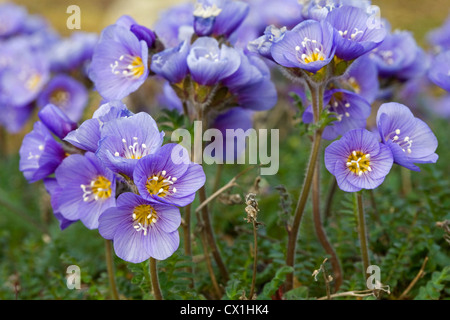 Boreal Jacobs Ladder / Nord die Jakobsleiter (Polemonium Boreale) in Blüte in der arktischen Tundra in Svalbard, Spitzbergen Stockfoto