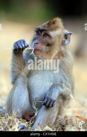 Makaken-Affen in Pangandaran Nationalpark, West-Java. Stockfoto