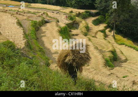 Reis-Terrassen in der Annapurna Region Nepal Stockfoto
