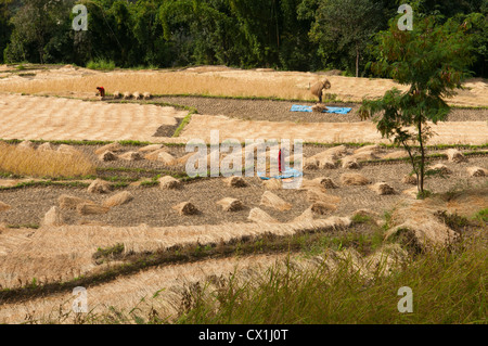 Reisanbau in der Annapurna Region Nepal Stockfoto