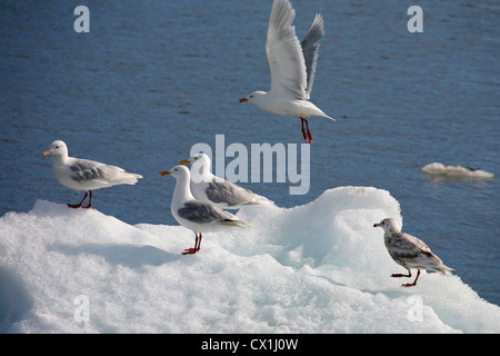 Herde von Glaucous Möwen (Larus Hyperboreus) sitzen auf Eisberg auf Svalbard, Spitzbergen, Norwegen Stockfoto