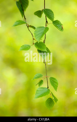 Birke Betula Pendel verlässt Osten Blean Woodlands Kent UK Kent Wildlife Trust junge Blätter Stockfoto