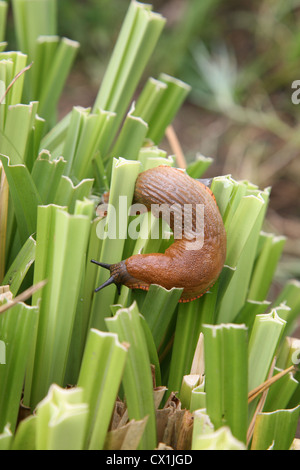 Schnecken, roaming, der Garten auf der Suche nach Nahrung Stockfoto