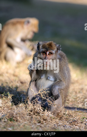 Makaken-Affen in Pangandaran Nationalpark, West-Java. Stockfoto