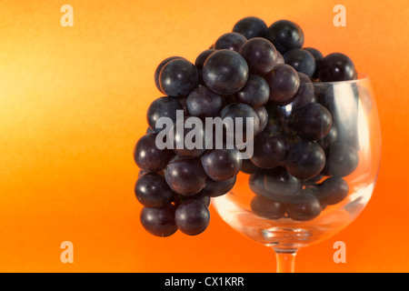 Dunkel rot lila Trauben in ein Glas Wein. Stockfoto