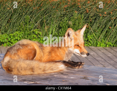 Ein wild weibliche Fuchs Verlegung auf einem Picknick-Tisch warten auf Handzetteln. Stockfoto