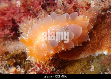 Nacktschnecken oder Sea Slug - goldene Diron (Dirona Aurantia) Meer von Japan, Rudnaya Pristan, Fernost, Primorsky Krai, Rußland Stockfoto