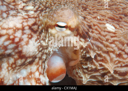 Pazifische Riesenkrake oder Nordpazifik Riesenkraken (Enteroctopus Dofleini). Japan-Meer, Fernost, Primorsky Krai, Rußland Stockfoto