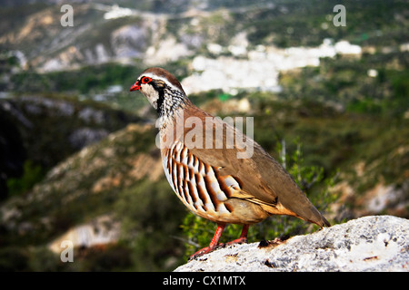 Rote legged Partridge (Alectoris Rufa) in Las Alpujarras, Spanien Stockfoto