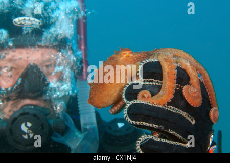 Pazifische Riesenkrake oder Nordpazifik Riesenkraken (Enteroctopus Dofleini). Japan-Meer, Fernost, Primorsky Krai, Rußland Stockfoto