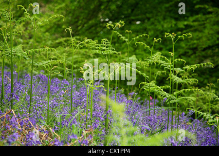 Junge Farne (Phylum Pteridophyta), blaue Glocken (Hyacinthoides non-Scripta), Clytha Hill, Monmouthshire, Wales, UK Stockfoto