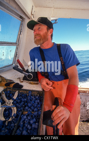 Hummer-Fischer in seinem Boot entlang der mittleren Küste von Maine. Stockfoto