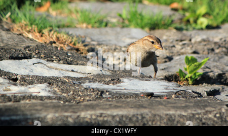 Kleine braune Spatz stehen auf dem Boden beim Fotografen suchen Stockfoto