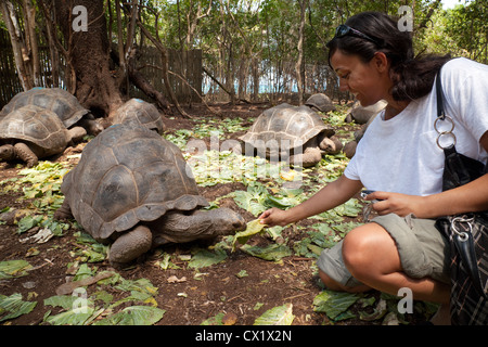 Eine junge Frau, die Fütterung einer Aldabra-Riesenschildkröte auf Prison Island (Changuu), Sansibar Afrika Stockfoto