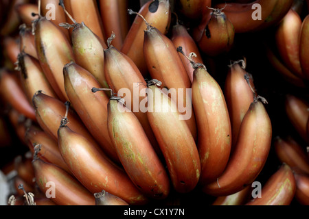 Rote Banane Haufen-Musa Acuminata "Red Dacca" Stockfoto