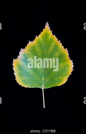 Ein Birkenblatt Papier-(Betula Papyrifera) verfärbt sich im Herbst vor einem schwarzen Hintergrund. Alaska, USA. Stockfoto