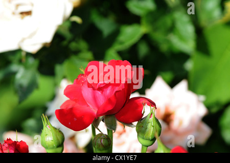Red Rose blühen im Sommer Stockfoto