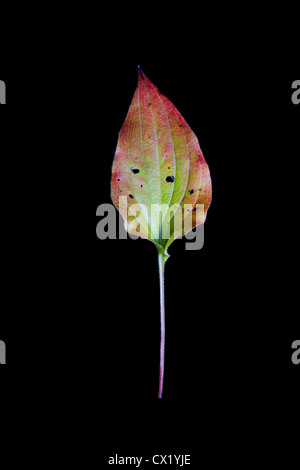 Ein Geläute Bell (Mertensia Paniculata) Blatt färbt sich rot im Herbst vor einem schwarzen Hintergrund. Alaska, USA. Stockfoto