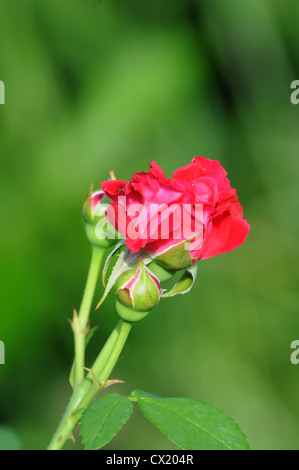 Red Rose blühen im Sommer Stockfoto