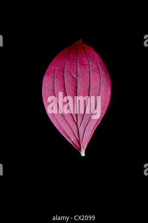 Ein Zwerg-Hartriegel oder Bunchberry (Cornus Canadensis) Blatt färbt sich rot im Herbst vor einem schwarzen Hintergrund. Alaska, USA. Stockfoto