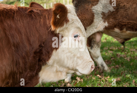 Hereford Bull hautnah. Stockfoto