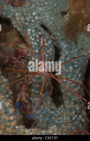 Yellowline Pfeil Krabbe (Stenorhyncus Seticornis) Unterwasser auf Bari Reef in Bonaire, Niederländische Antillen Stockfoto