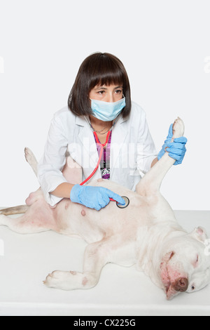 Weibliche Tierarzt untersuchen Hund mit Stethoskop auf grauem Hintergrund Stockfoto