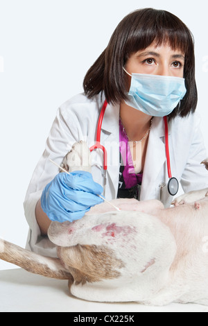 Weibliche Tierarzt untersuchen Hund auf grauem Hintergrund Stockfoto