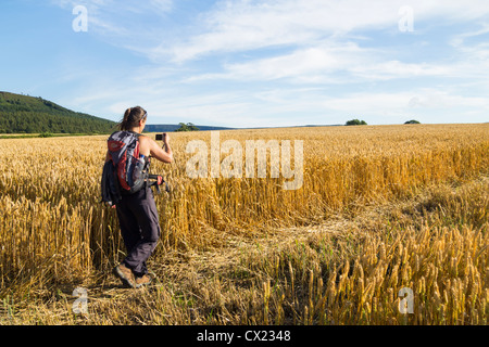 Weibliche Wanderer auf öffentlichen Fußweg durch Weizen-Feld in der Nähe von Kildale, North Yorkshire, England, Vereinigtes Königreich Stockfoto