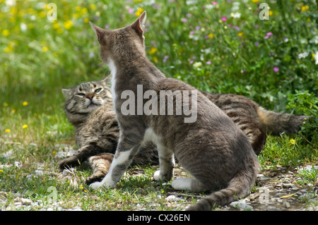 Zwei Katzen, die auf einer blühenden Wiese raufenden Stockfoto