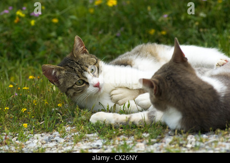 Zwei junge Katzen, die auf einer blühenden Wiese raufenden Stockfoto