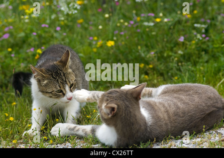 Zwei junge Katzen, die auf einer blühenden Wiese raufenden Stockfoto