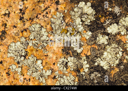 Makroaufnahme von Flechten auf orange Granitfelsen Stockfoto