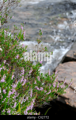 Lila Heidekraut mit schnell fließenden Gebirgsbach und Felsen im Hintergrund Stockfoto