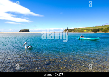 Kanuten und australischer Pelikan, Minnamurra, New South Wales, Australien Stockfoto