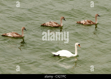 mit drei Cygnets Schwan Stockfoto